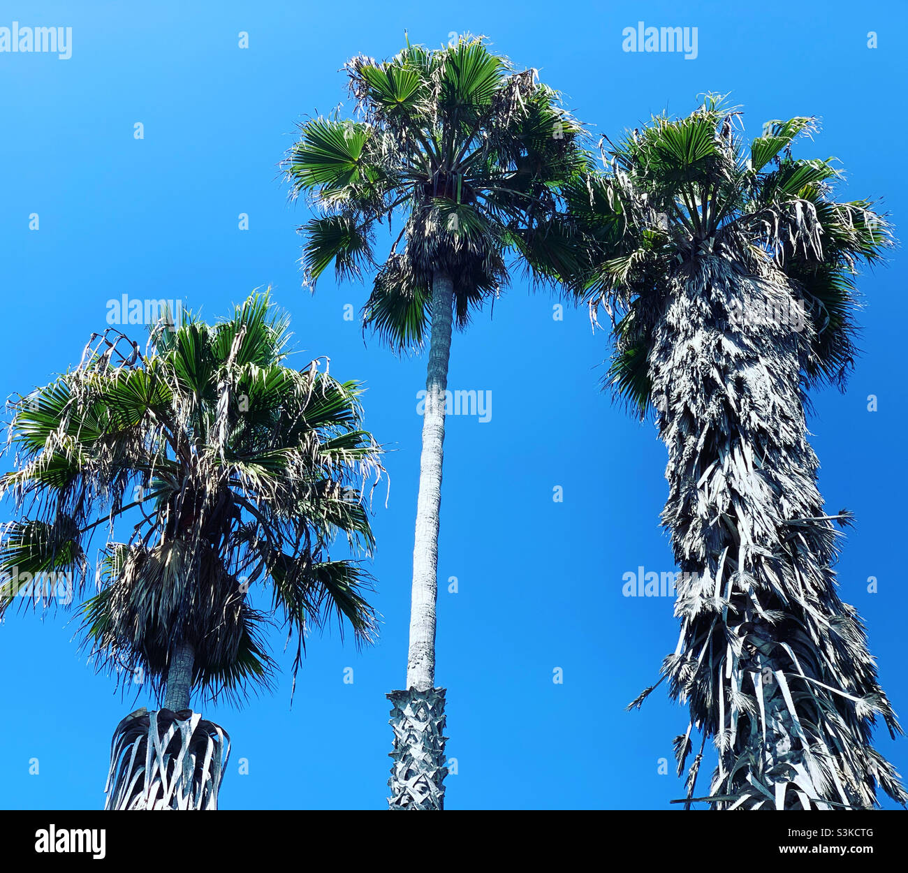 Palm trees, Encinitas, San Diego County, California, United States, North America - Smartphone Captured Stock Image