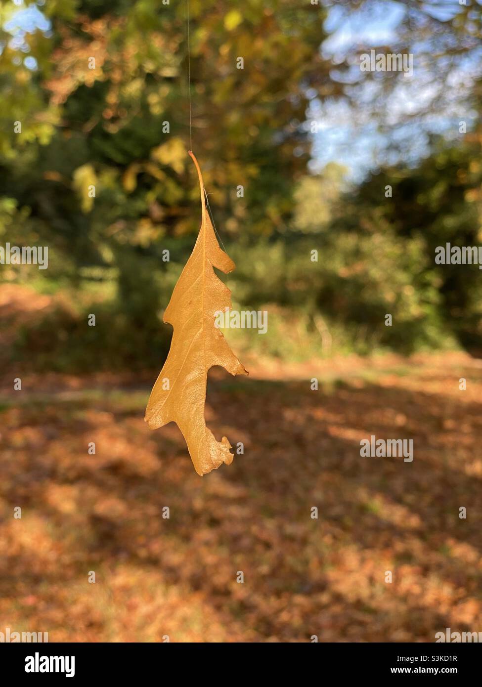Oak leaf hanging in mid air by a spider thread in the sun Stock Photo