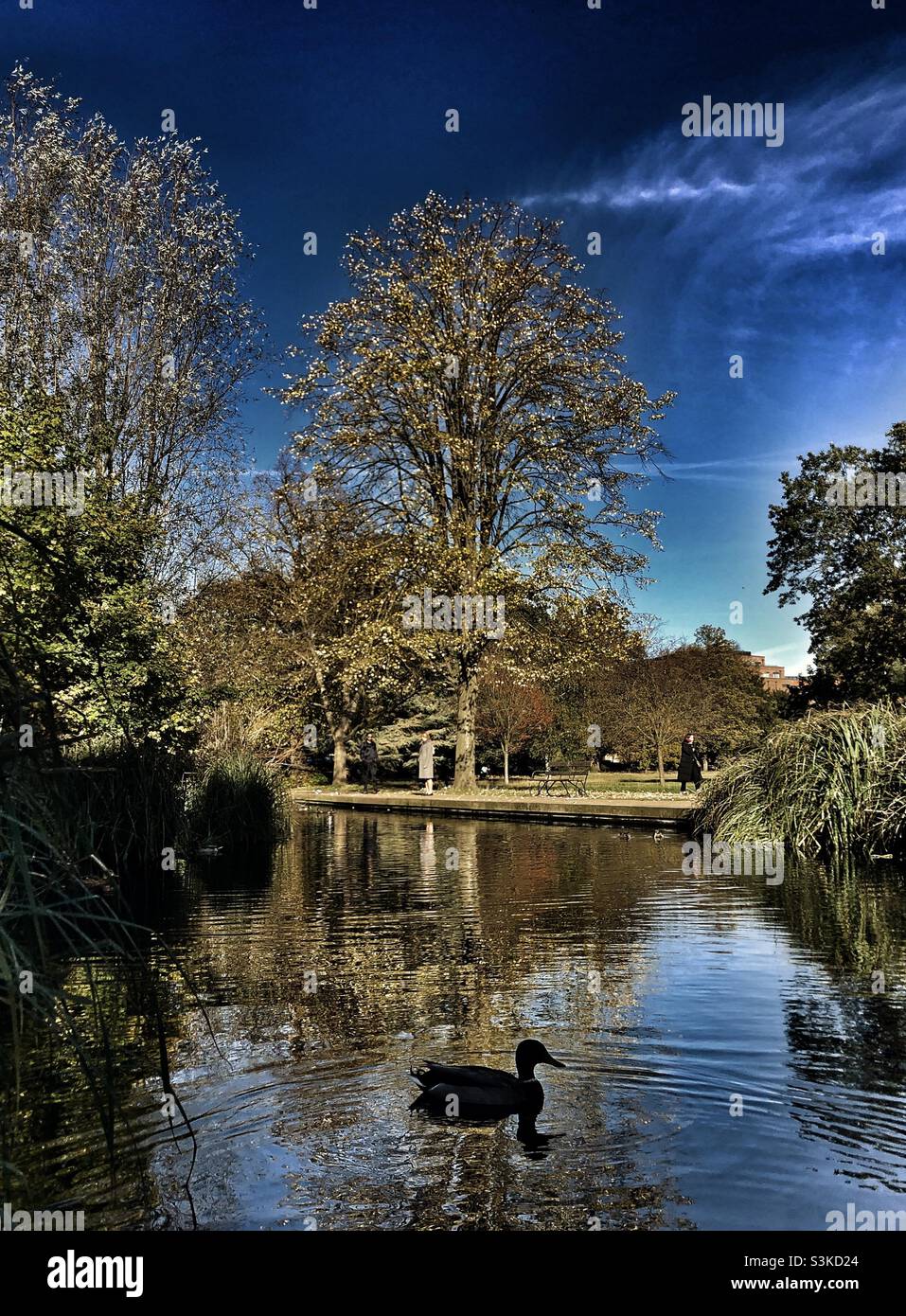 Silhouette of a duck in a pond and passerby people Stock Photo - Alamy