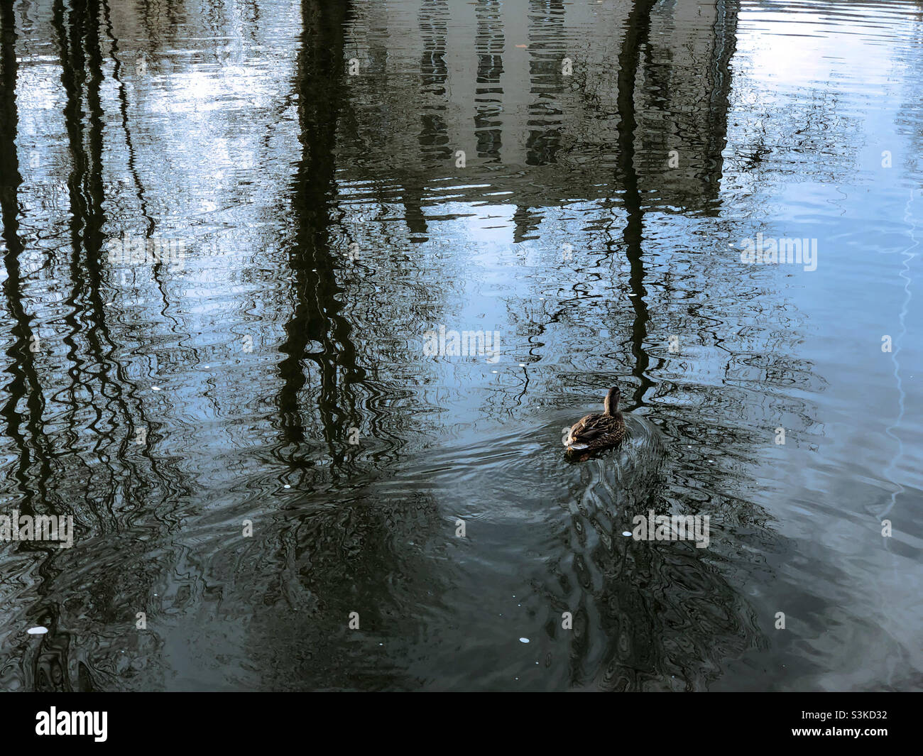 Reflection of duck hi-res stock photography and images - Alamy