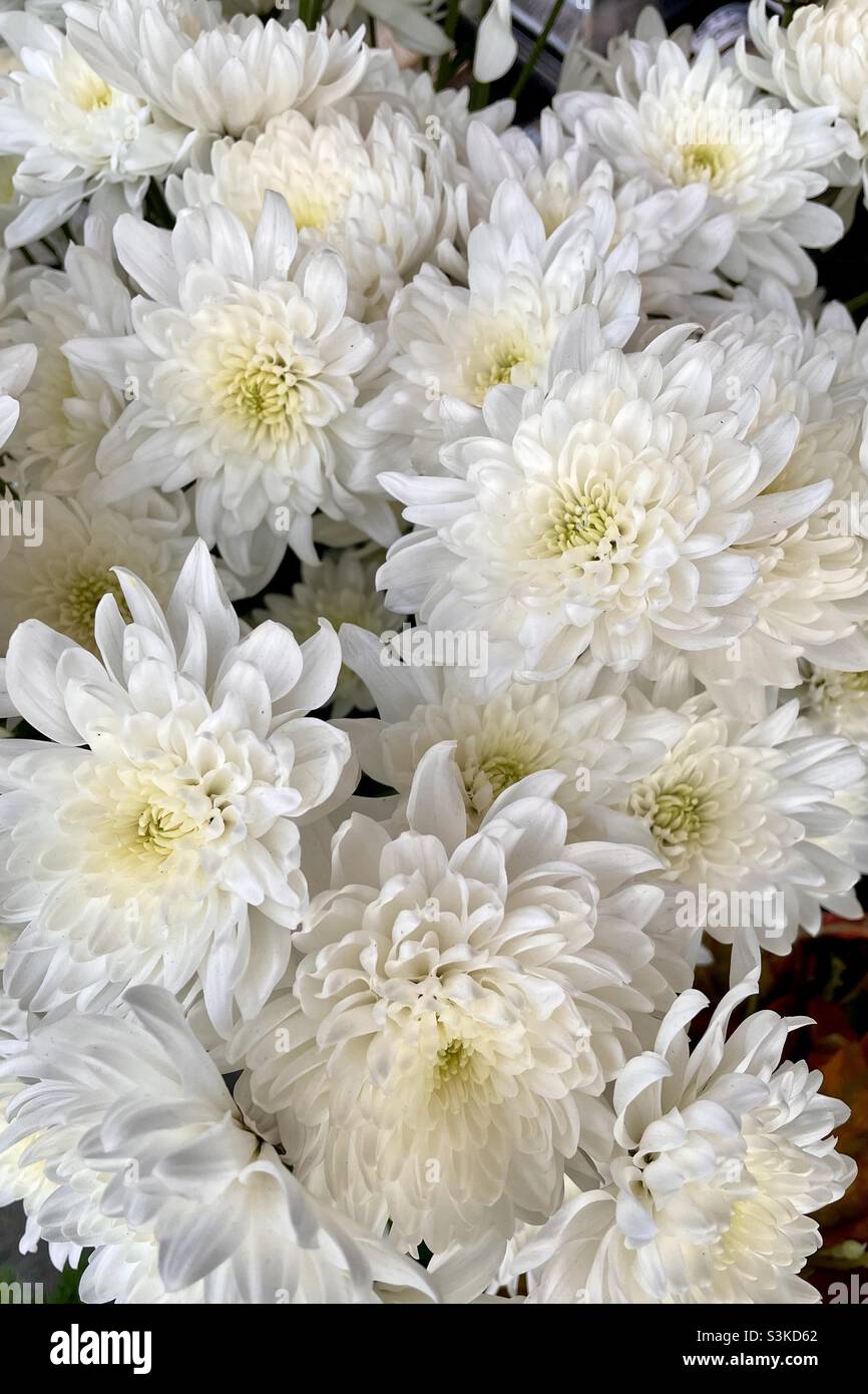 Chrysanthemum bouquet hi-res stock photography and images - Alamy