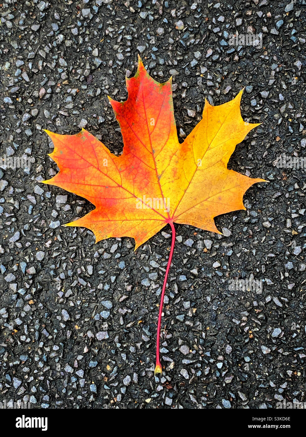 A lone maple leaf lies on the sidewalk. It’s autumn so the fall colours are golden and the aesthetics of the image are positive. Photo ©️ COLIN HOSKINS. - Smartphone Captured Stock Image