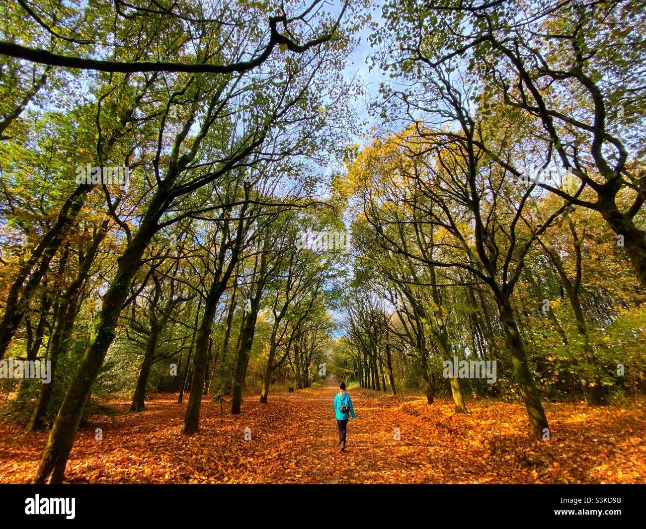 Woman walking down tree lined avenue through autumn leaves at Rivington in Lancashire Stock Photo