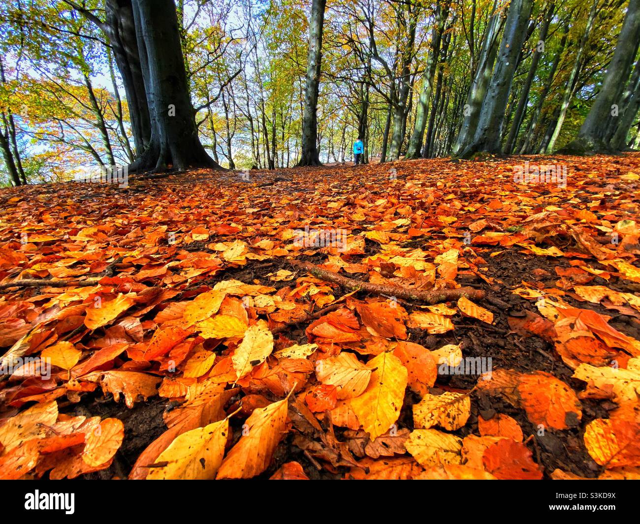 Woman walking in autumn leaves at Rivington in Lancashire Stock Photo