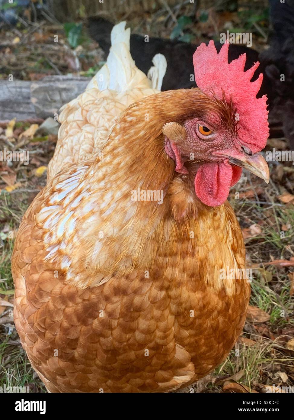 This Rhode Island Red chicken (gallus gallus domesticus) named Henny Penny  frowns at the camera Stock Photo - Alamy