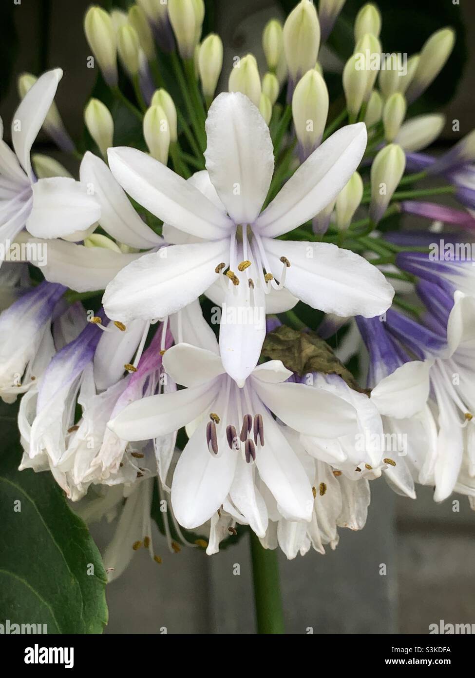White and mauve flowers and pseudo-umbel of a Agapanthus orientalis at the Sunshine Coast, Queensland, Australia. Stock Photo
