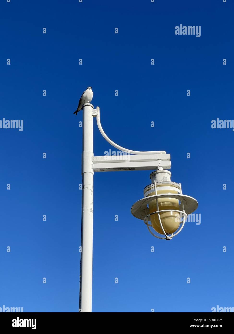 Seagull on a light pole with deep blue sky background - Smartphone Captured Stock Image