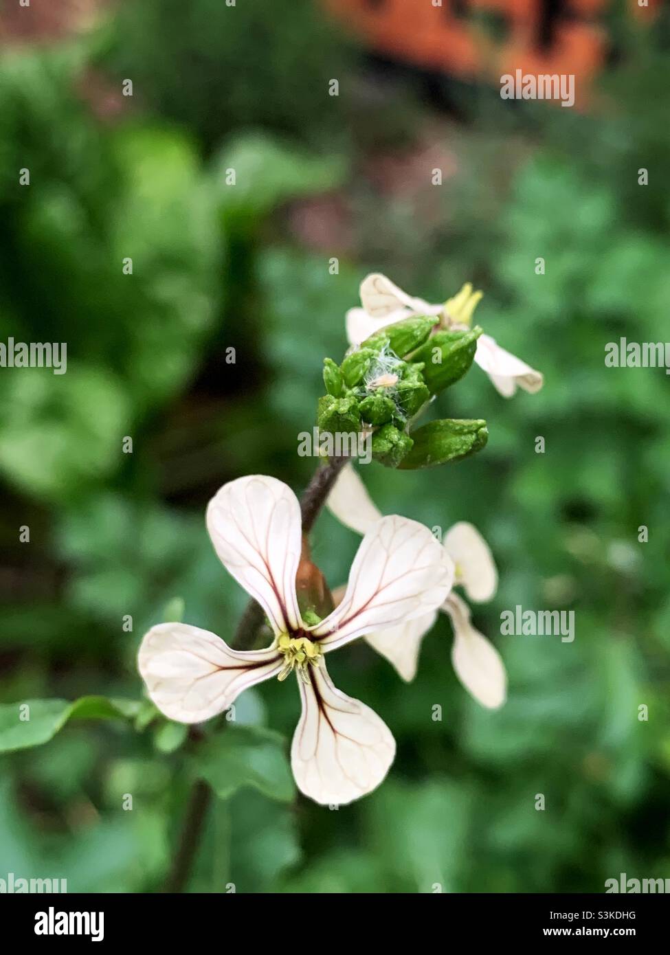 The flower of Garden Rocket or Arugula (Eruca vesicaria) showing it's