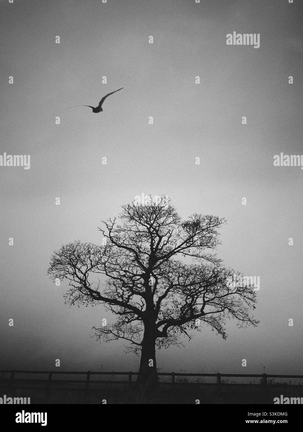 Bird flying over single bare tree in winter Stock Photo