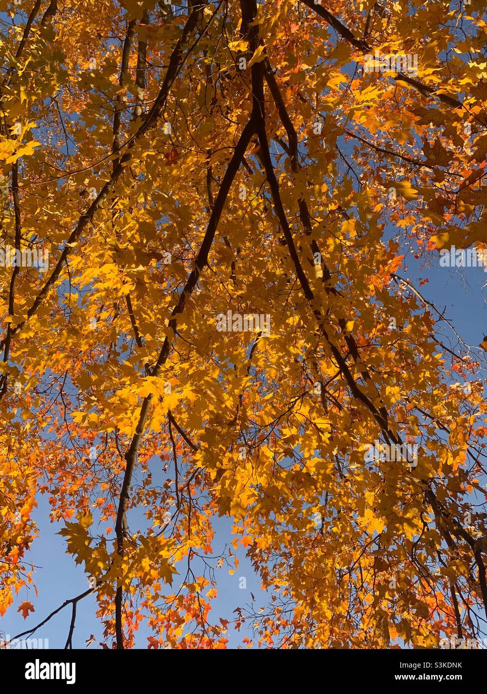 Bright yellow fall colors on the maple tree. - Smartphone Captured Stock Image