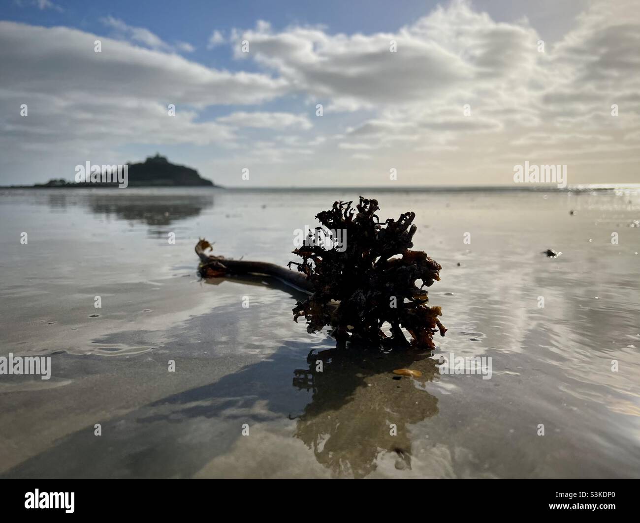 Closeup of seaweed on beach with St Michael’s Mount behind Stock Photo