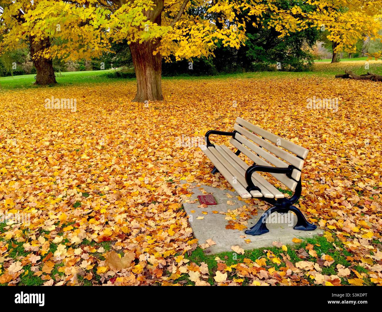 Lonely bench in autumn, the ground covered in fallen leaves. No people. Concepts: splendid isolation, time passing, fall colours. - Smartphone Captured Stock Image