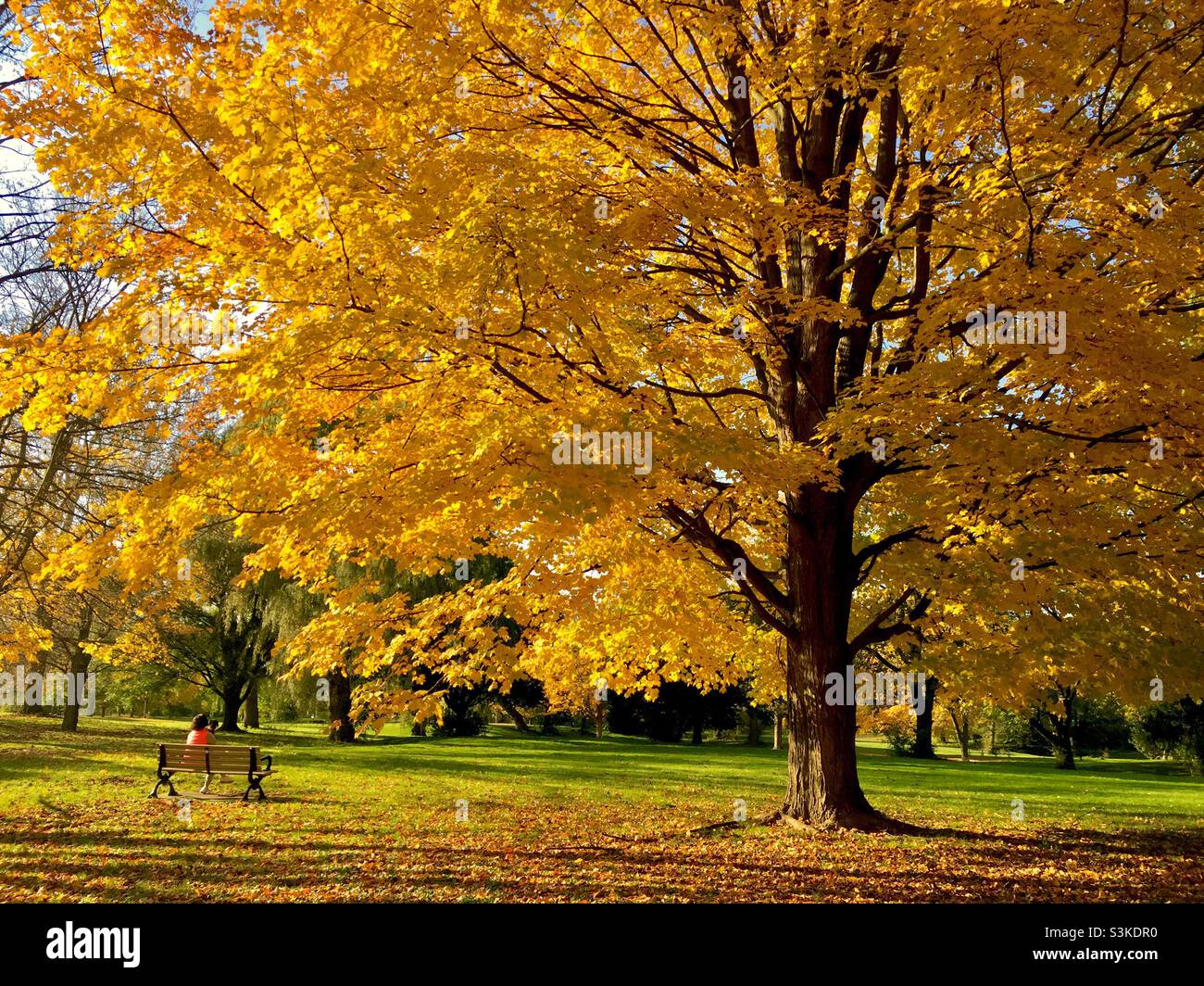 Autumn in the park, Ontario, Canada. Fall colours at their prettiest. Dying leaves. Winter preparation.  Tree. Reabsorbing nutrients. - Smartphone Captured Stock Image