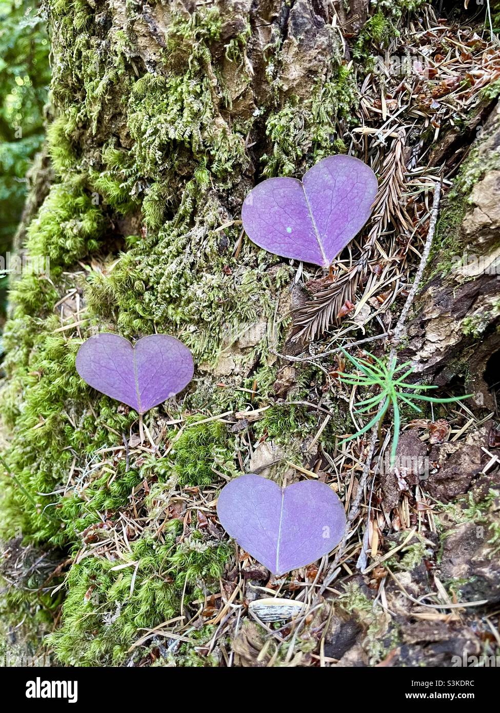 Three 3 purple heart-shaped leaves lying on dried pine needles and moss in the Redwoods National Forest. Stock Photo