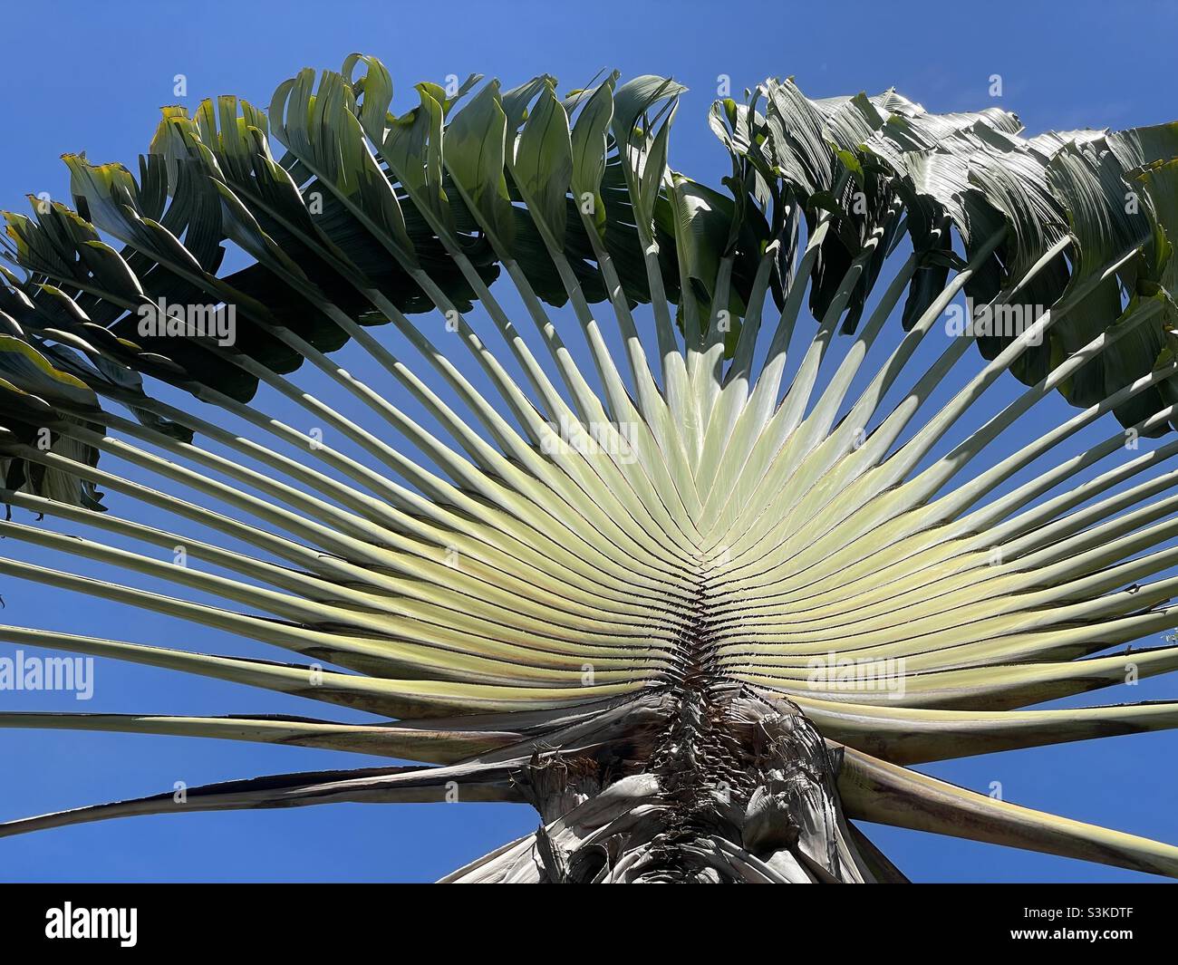 Traveller’s palm grown in Malaysia. - Smartphone Captured Stock Image