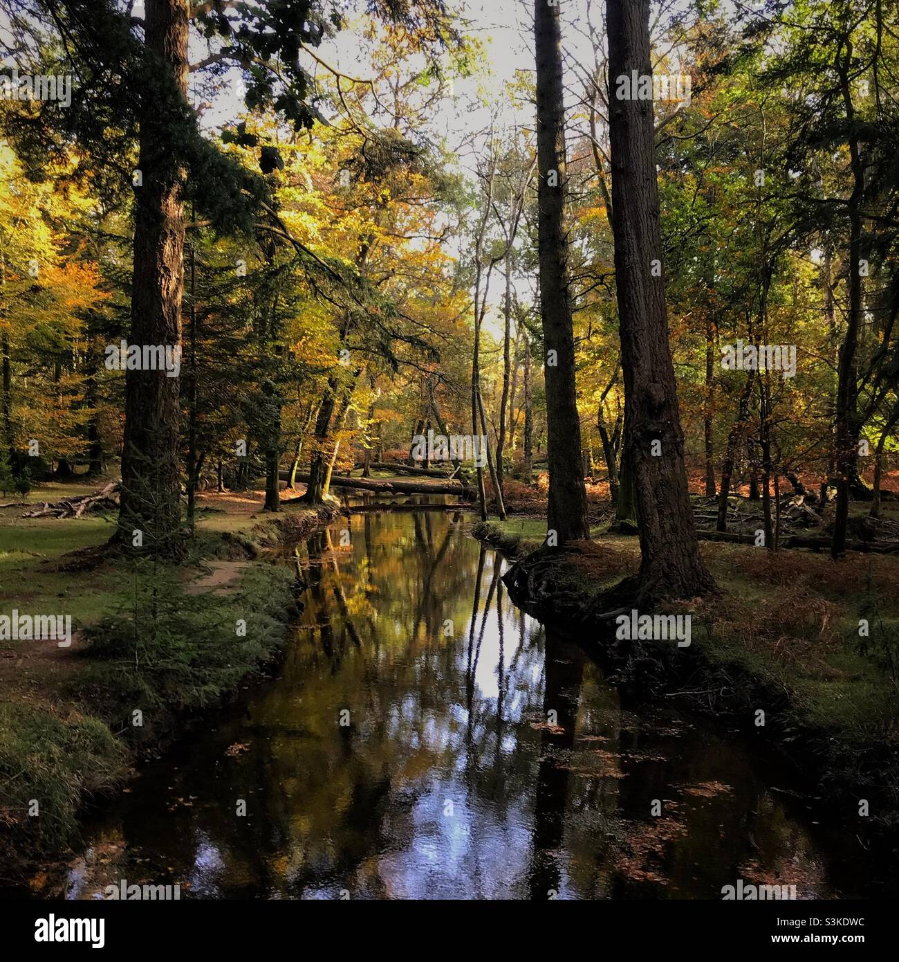 Black Water - New Forest - Smartphone Captured Stock Image