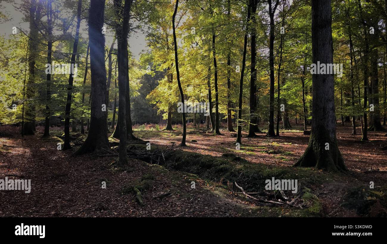 New Forest - Smartphone Captured Stock Image