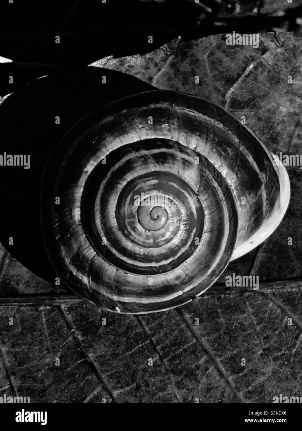 Snail shell with swirl pattern Stock Photo
