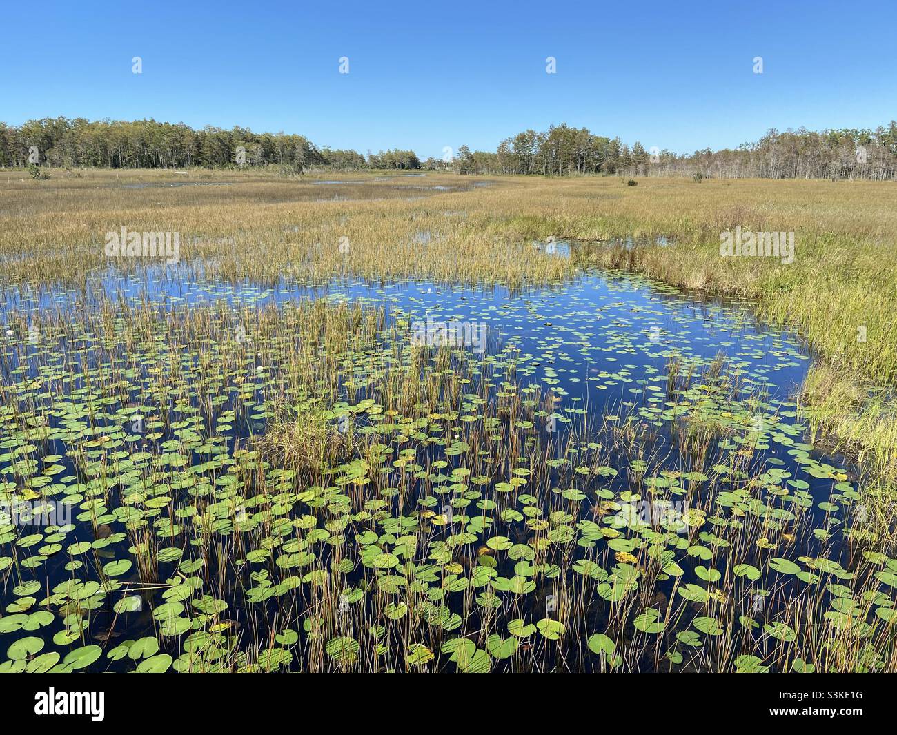 Grassy wetlands Florida - Smartphone Captured Stock Image