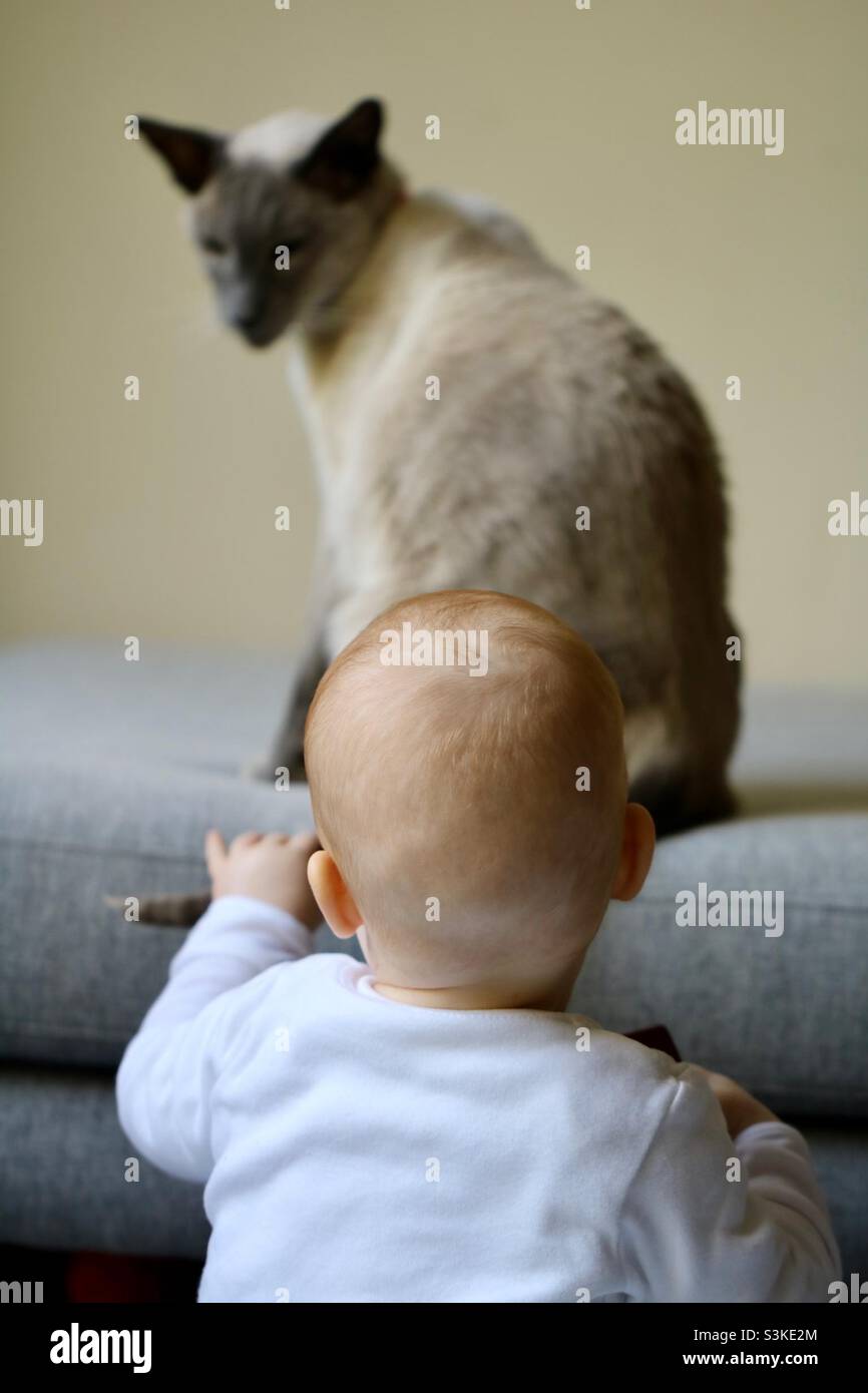 Don’t pull my tail - baby pulling cat’s tail Stock Photo