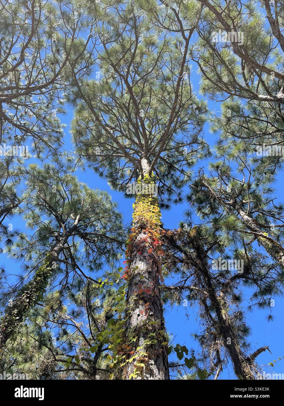 Perspective view of tall pine trees with autumn vines growing up the tree - Smartphone Captured Stock Image