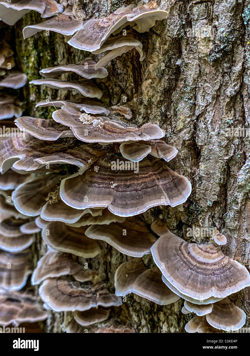 Mushrooms on tree in woods Stock Photo