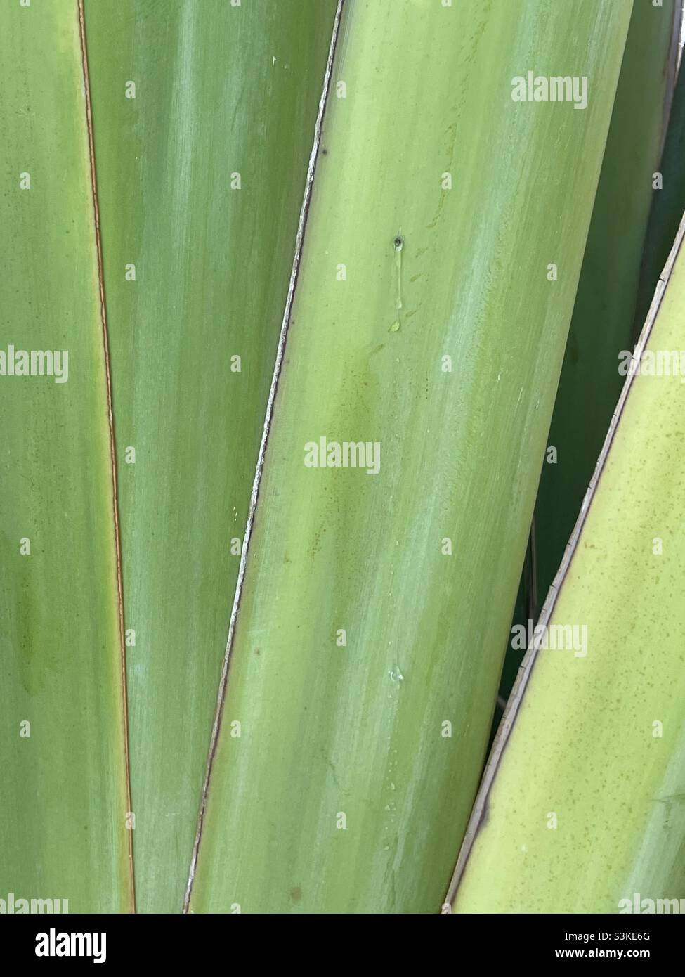 Water oozing from the pinhole of the leaf base of Traveller’s palm. - Smartphone Captured Stock Image