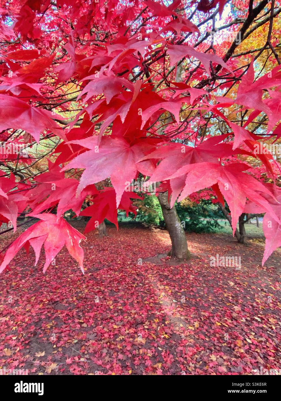 Red acer tree Japanese maple in Westonbirt Arboretum November 2021, Gloucestershire, UK - Smartphone Captured Stock Image