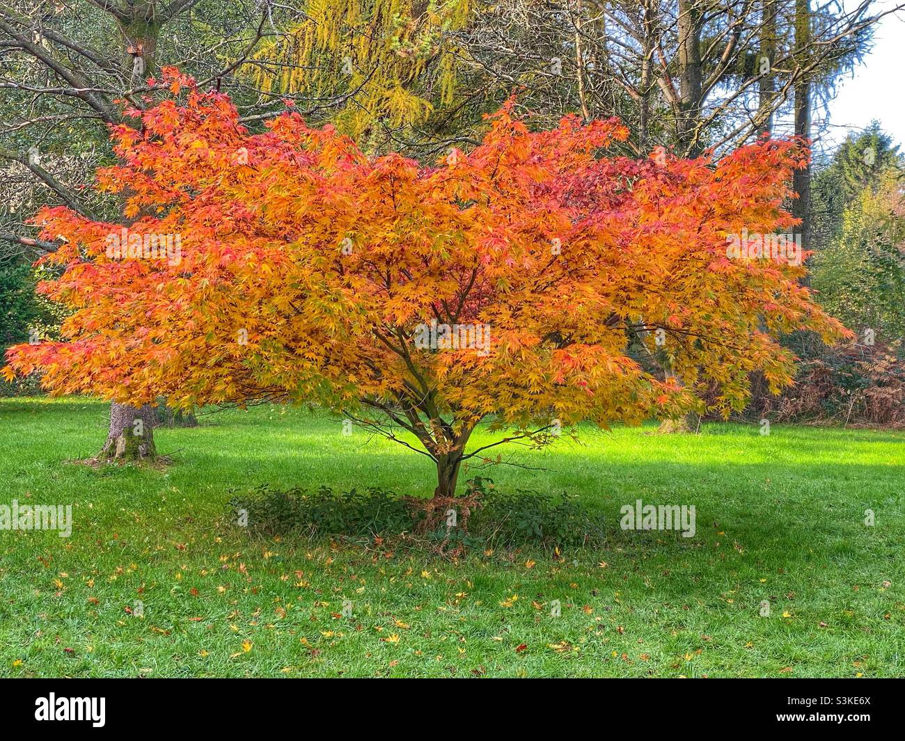 Orange red yellow acer tree with broad canopy, Japanese maple, in autumn as the leaves are falling, Westonbirt Arboretum, November 2021 - Smartphone Captured Stock Image