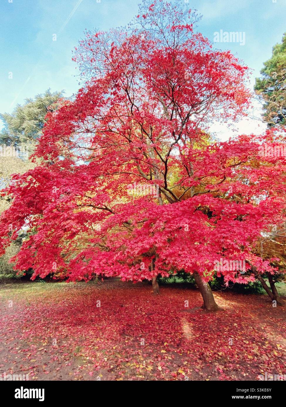 Pink-red tall giant acer tree, Japanese maple, in autumn as the leaves are falling, Westonbirt arboretum, Gloucestershire, UK - Smartphone Captured Stock Image