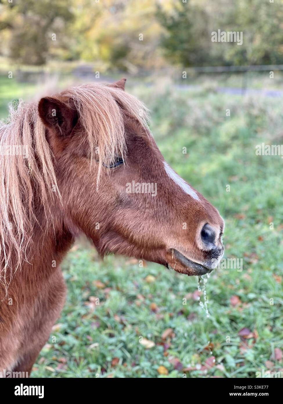 Brown Shetland pony portrait Stock Photo