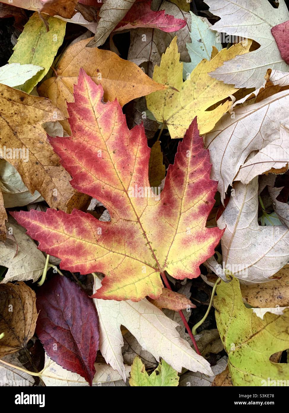 Pretty autumnal leaves in autumn - Smartphone Captured Stock Image