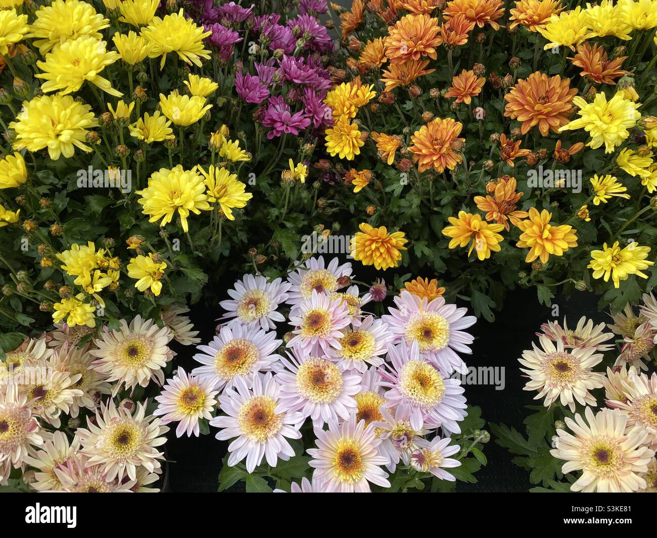 Colourful chrysanthemum flowers in the autumn sunshine Stock Photo
