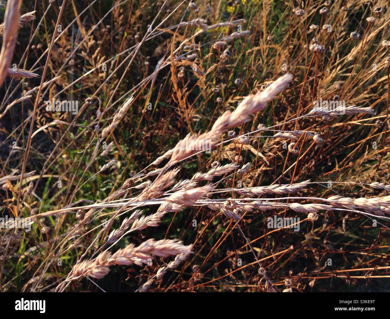 Field grasses in Italy - Smartphone Captured Stock Image