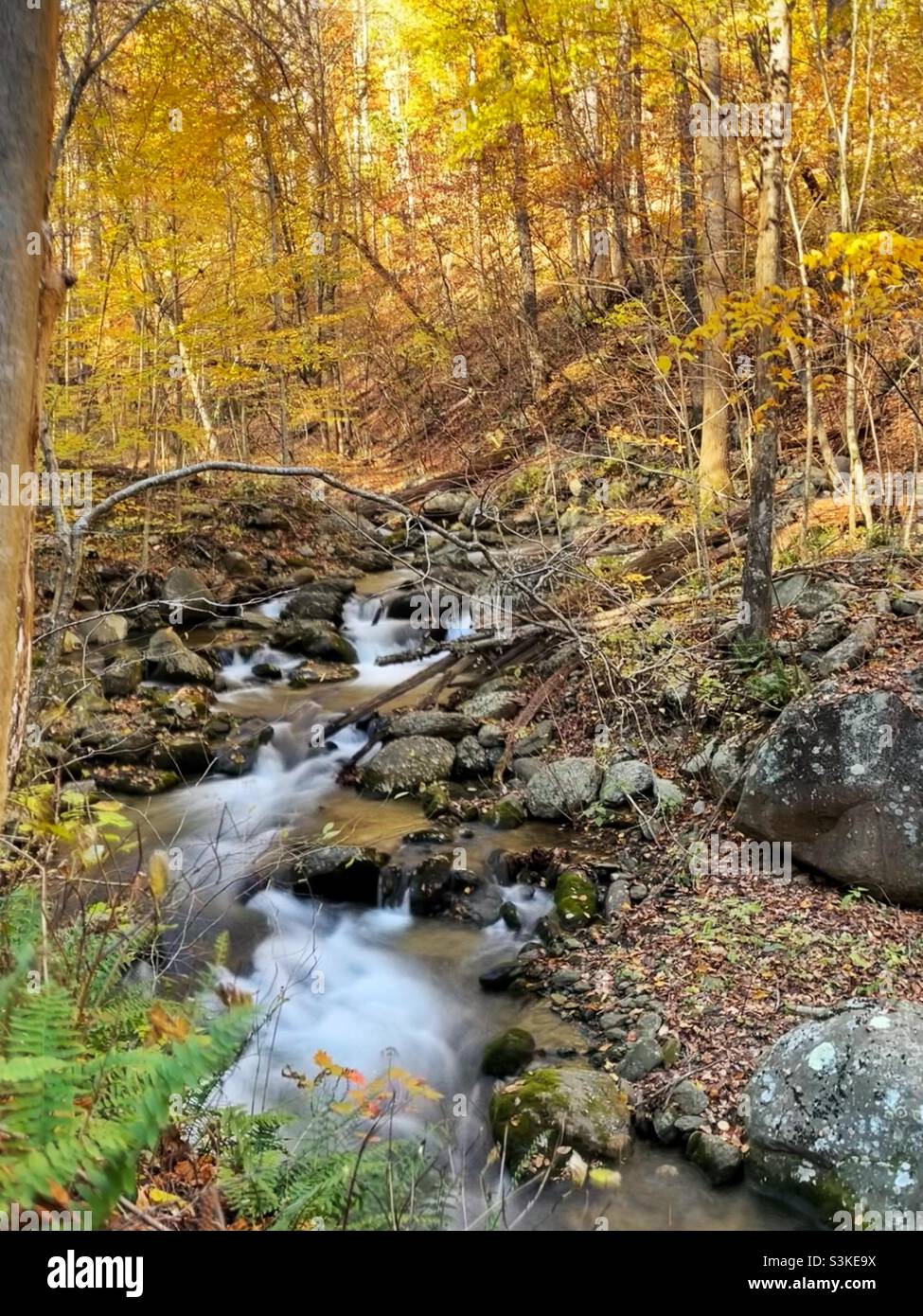 A river flows through the golden hue of autumn leaves in Shenandoah National park. Stock Photo