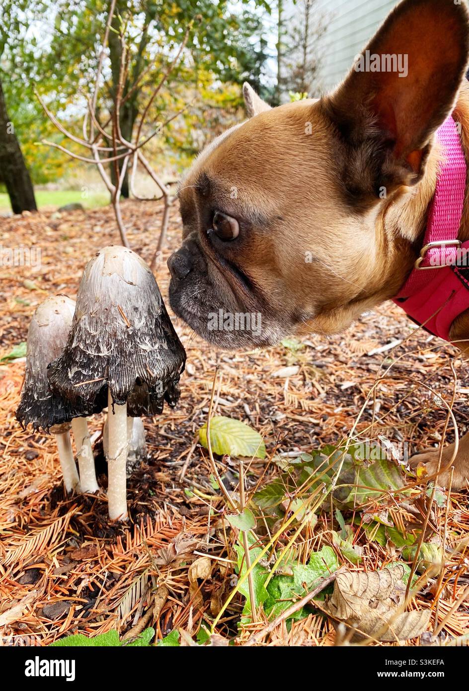 A worried looking French bulldog sniffing mushrooms. Stock Photo