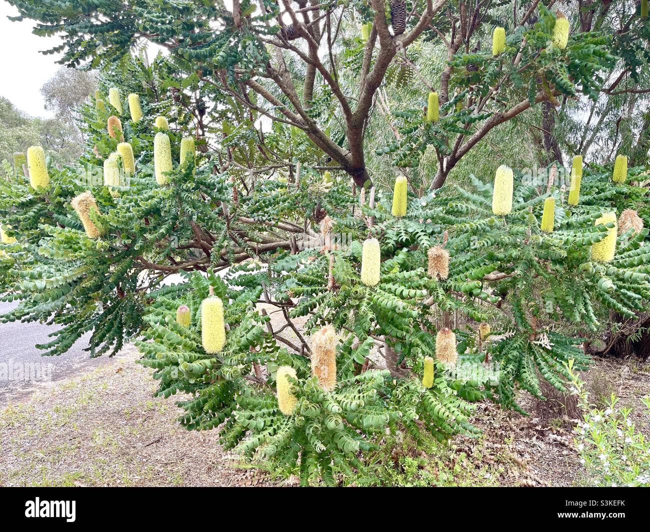 Candlestick banksia, banksia attenuata, native flora in Margaret River Western Australia Stock Photo
