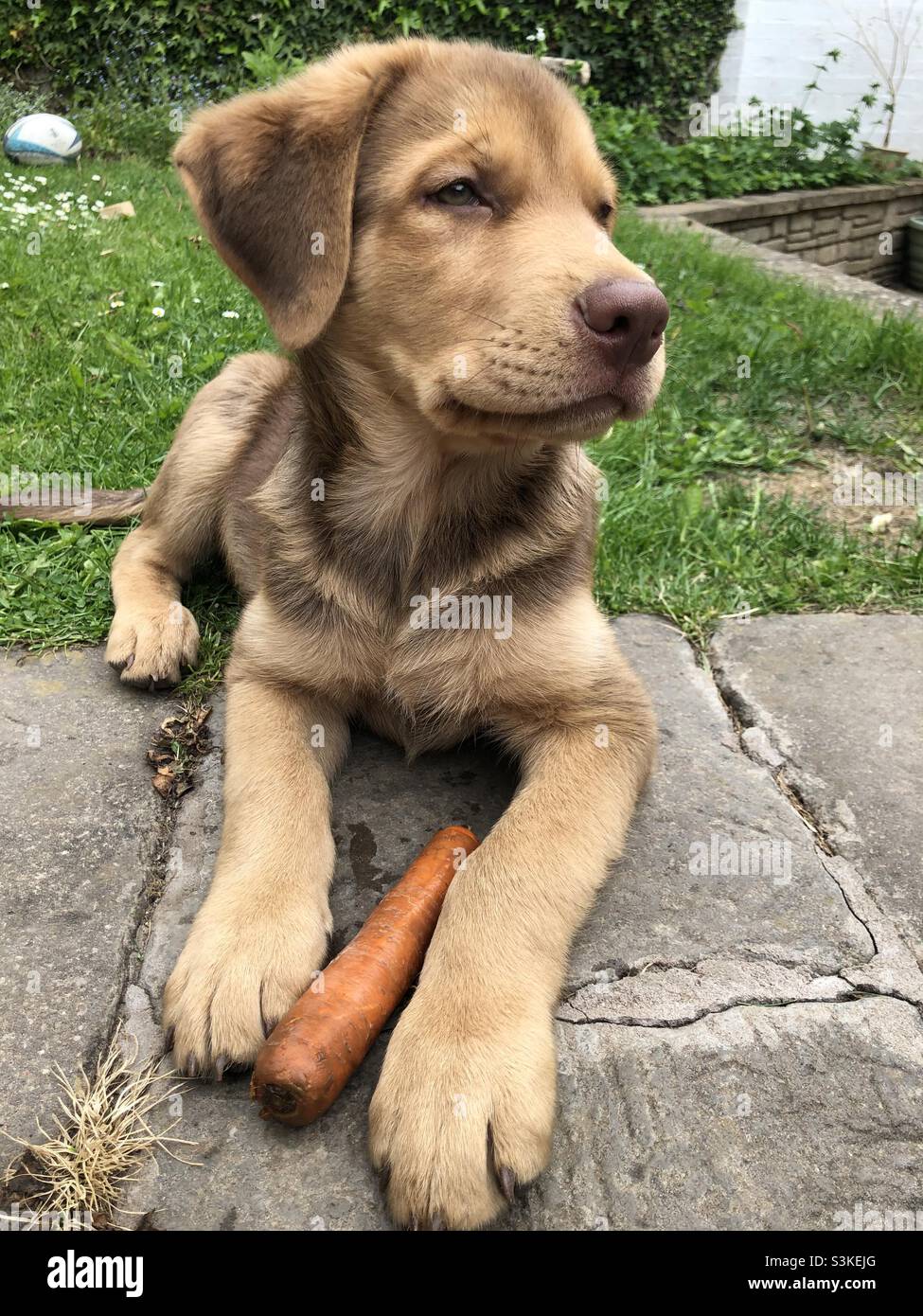 Sheprador puppy dog in garden with carrot Stock Photo Alamy