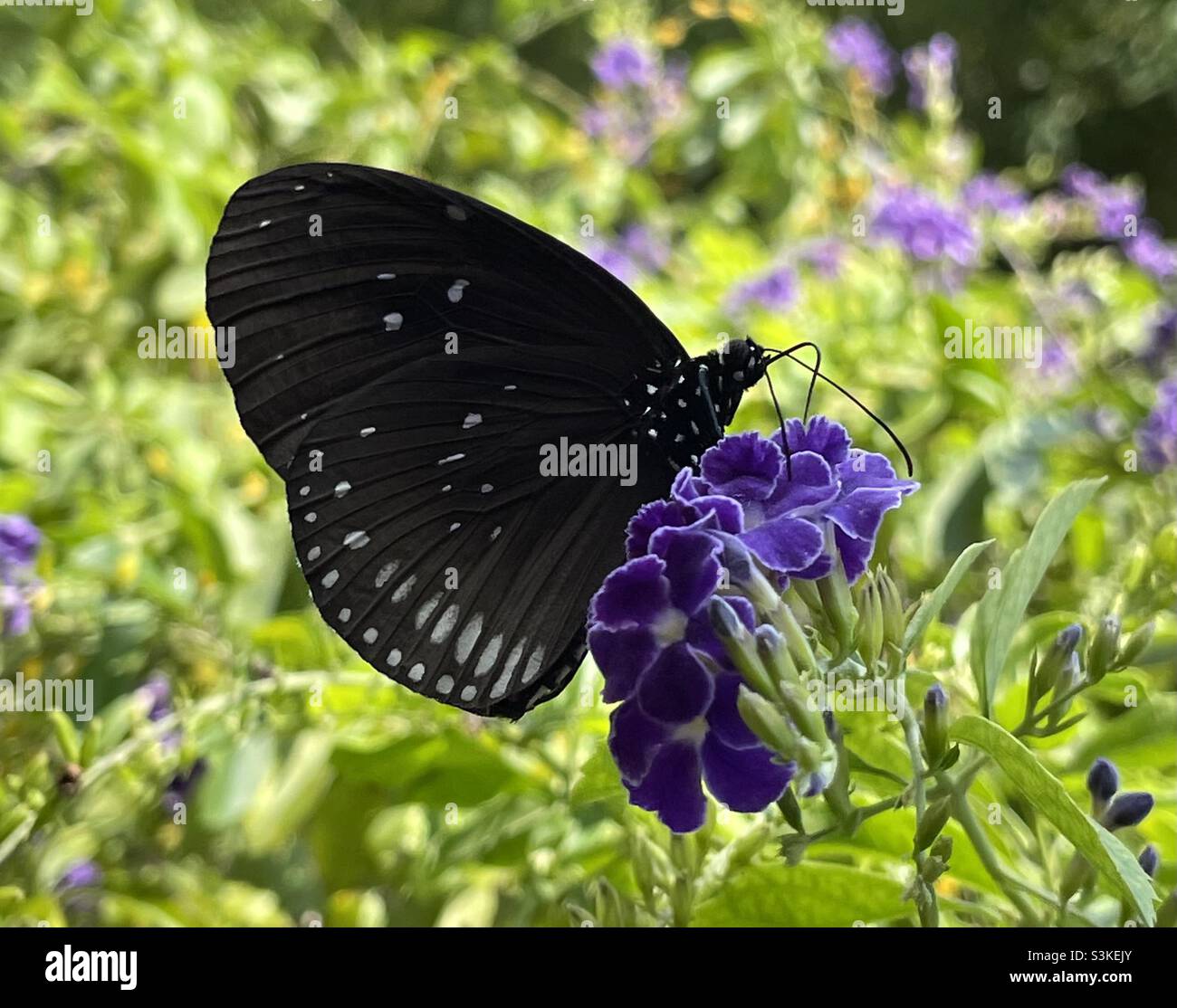 Euploea sp in Malaysia. - Smartphone Captured Stock Image