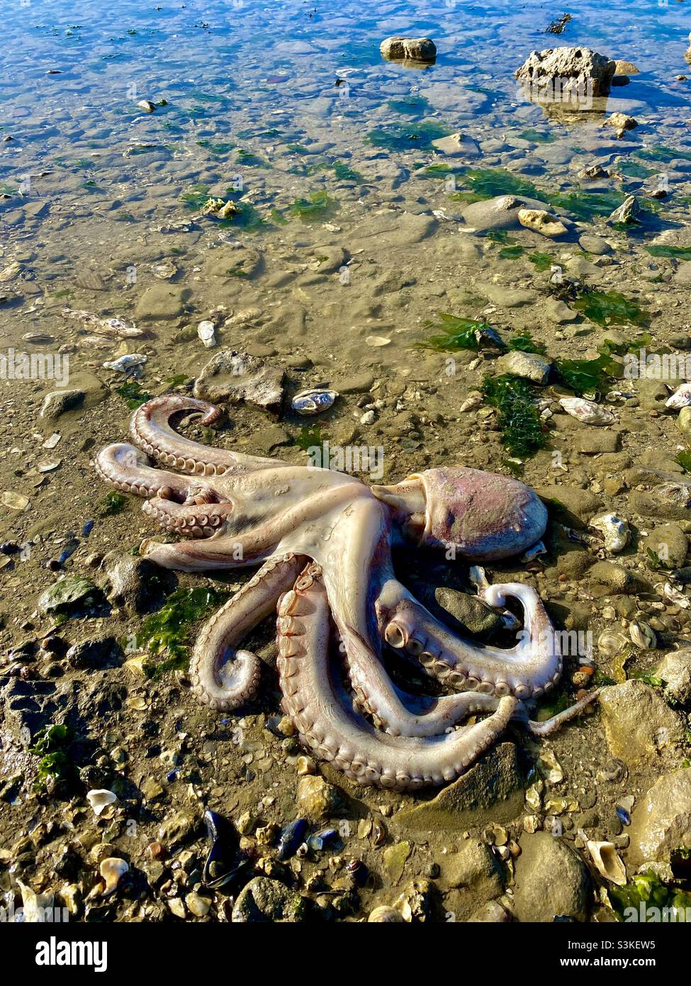 Large stranded octopus - Smartphone Captured Stock Image