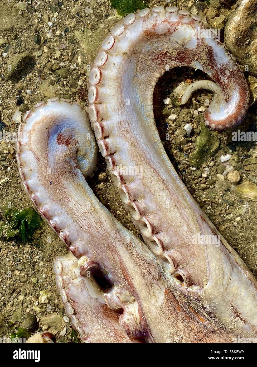 Large stranded octopus - Smartphone Captured Stock Image