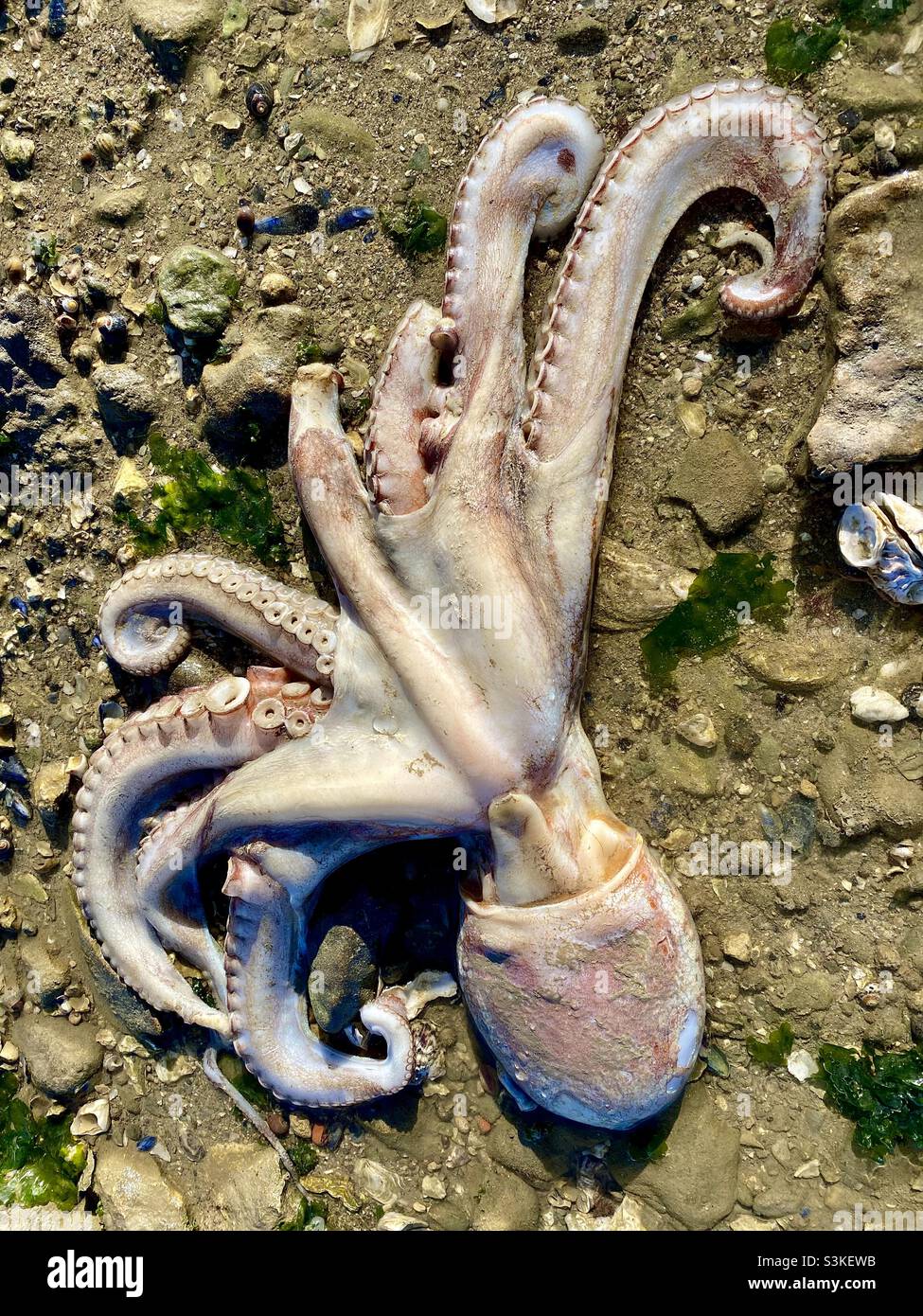 Large stranded octopus - Smartphone Captured Stock Image
