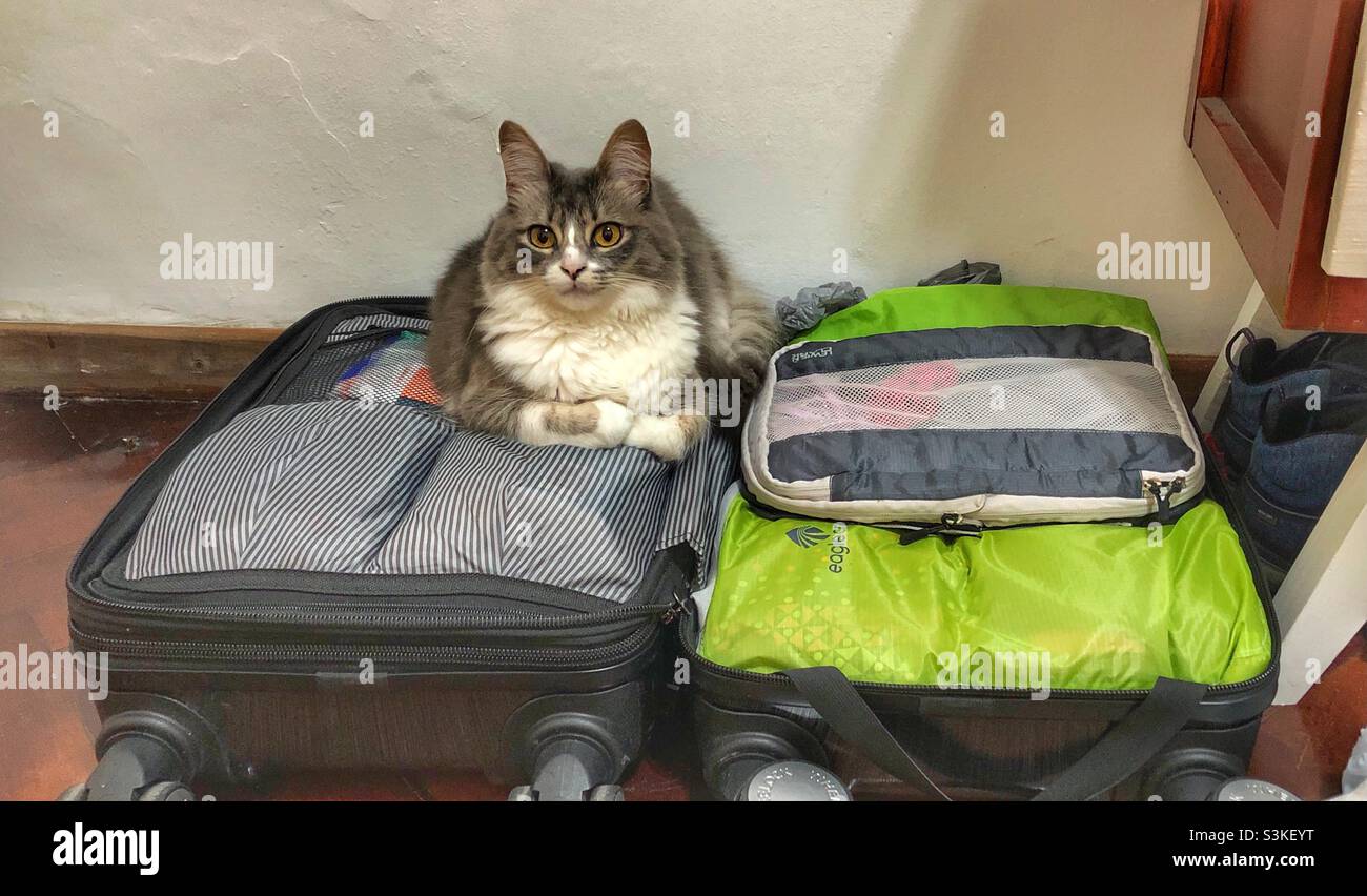A grey and white cat sitting in a suitcase. - Smartphone Captured Stock Image
