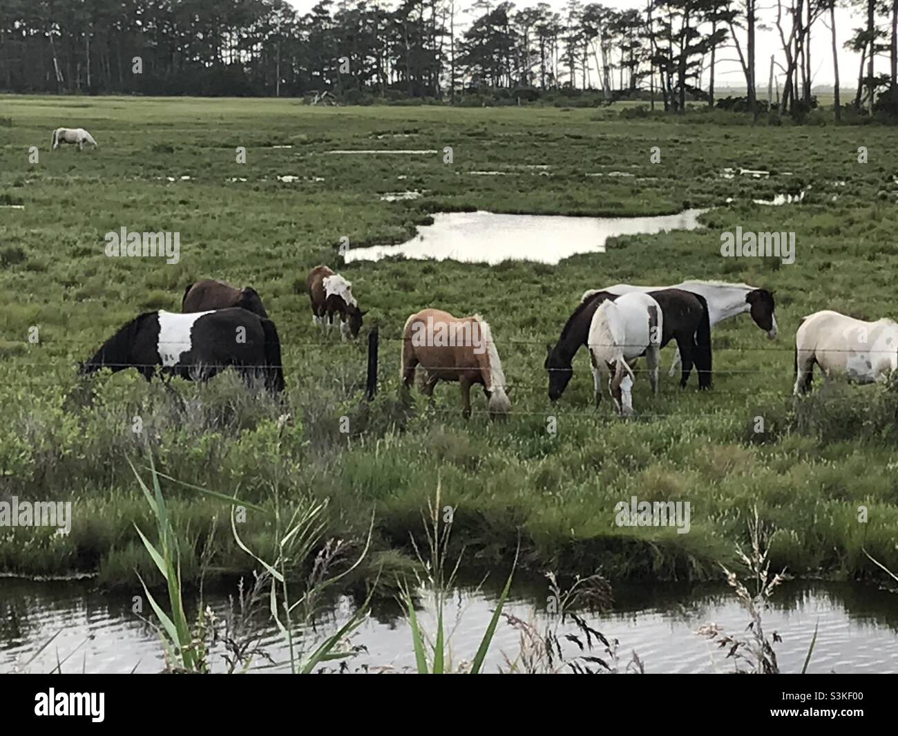 Wild Chincoteague Island ponies Stock Photo Alamy