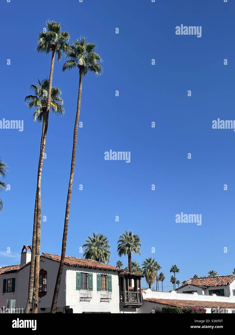 Extremely tall palm trees in downtown Palm Springs, California with