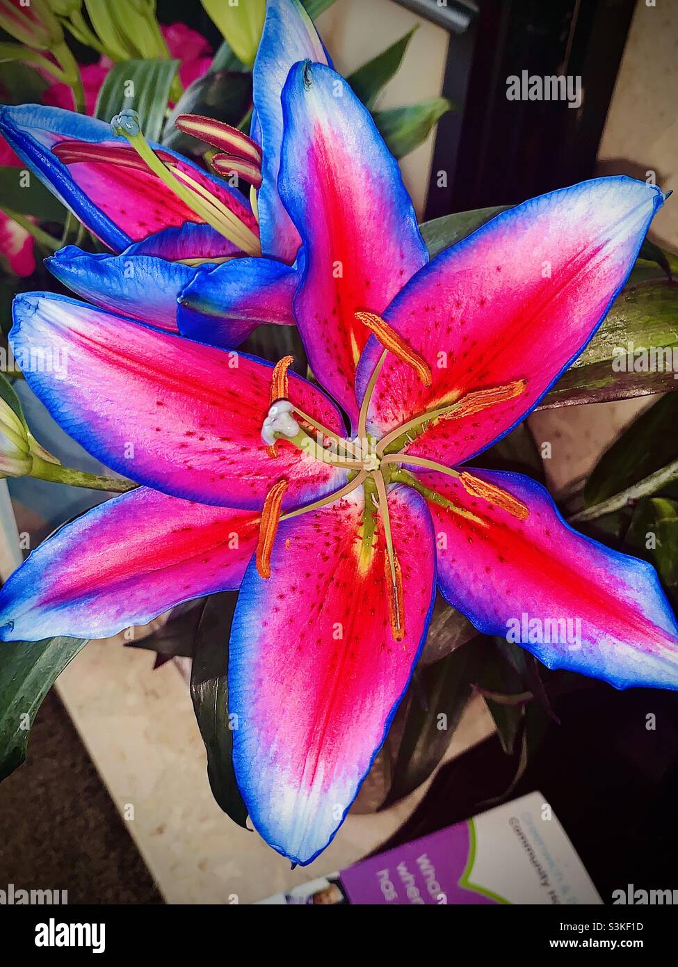 Rainbow Lily Stock Photo