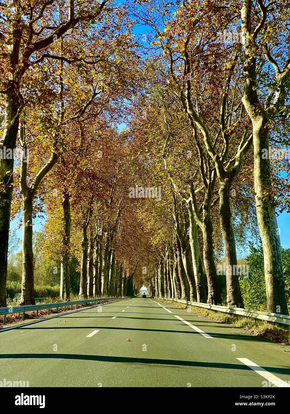 Tree lined road in France - Smartphone Captured Stock Image