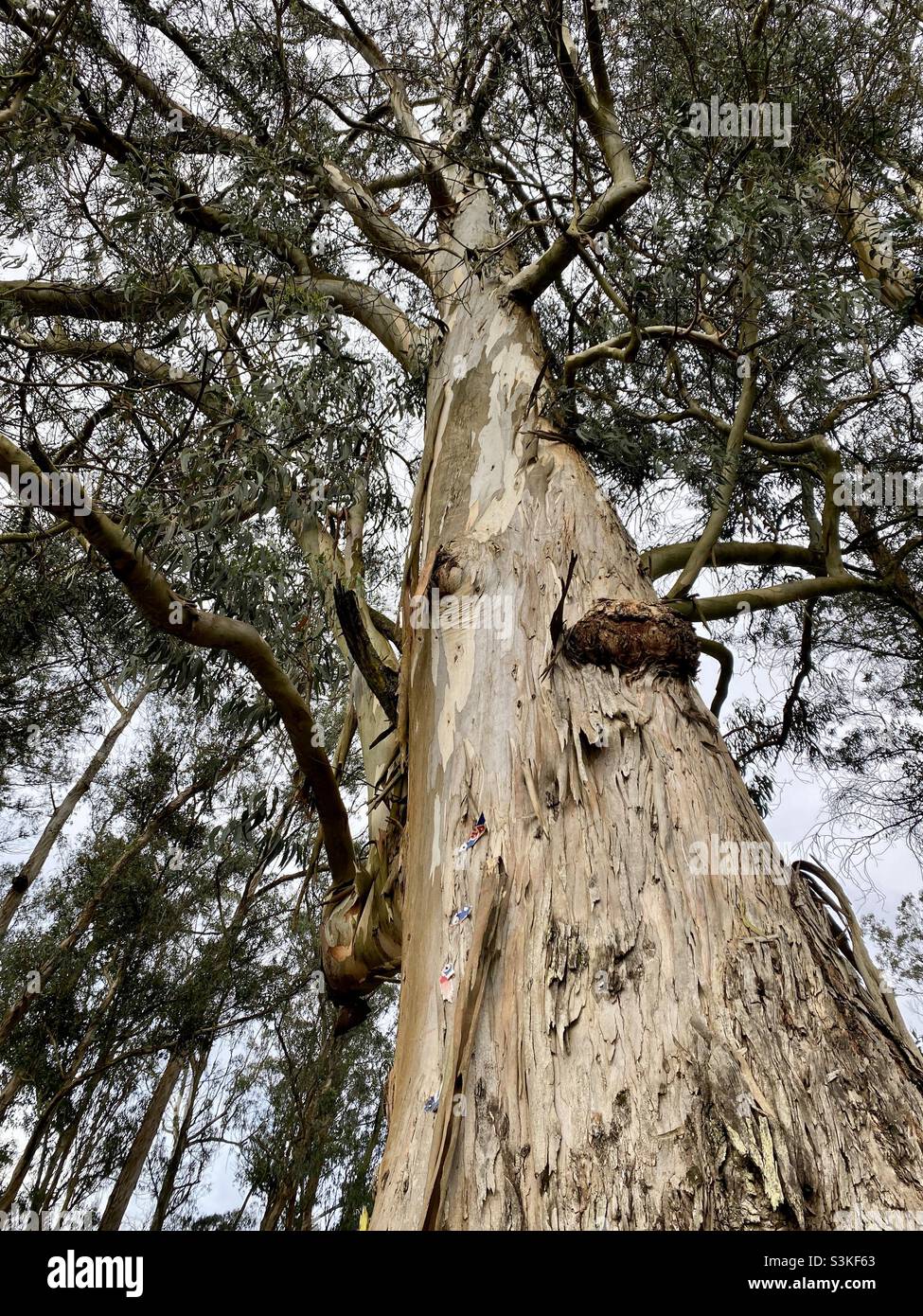 Gigantic Eucalyptus tree in ooty of Tamil Nadu Stock Photo Alamy