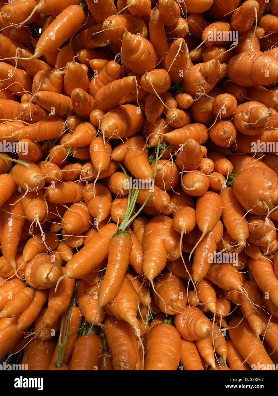 Fresh carrots - Smartphone Captured Stock Image