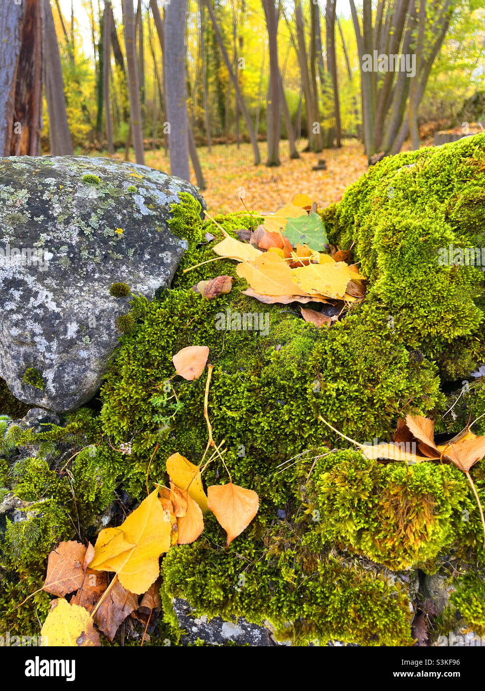 Autumn landscape - Smartphone Captured Stock Image